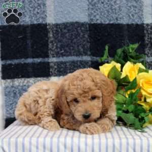 Ethan, Mini Goldendoodle Puppy